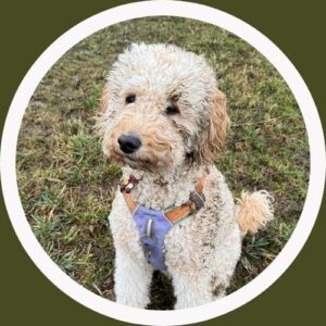 Jello Huis on Wheels